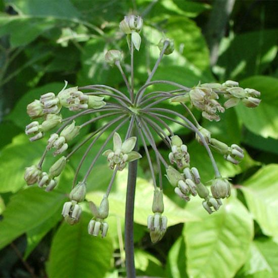 Picture of Poke Milkweed - Seed