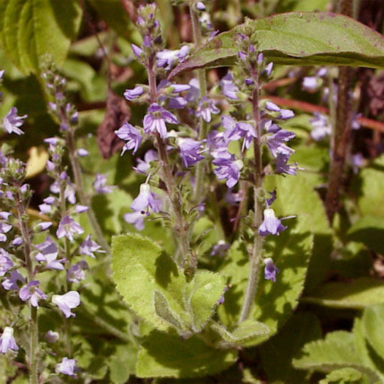 Picture of American Brooklime - Seed