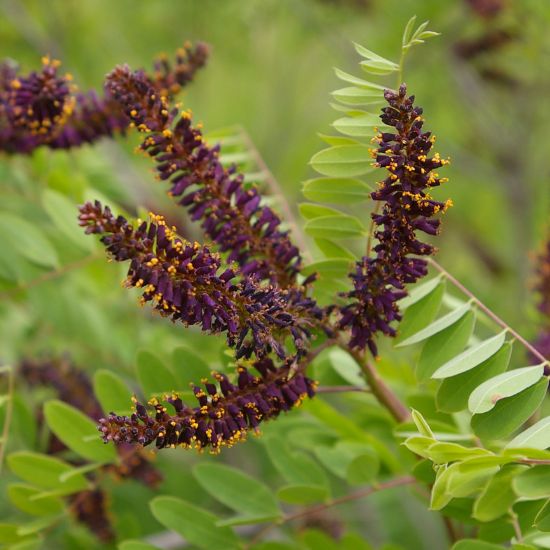 Picture of False Indigo - Seed