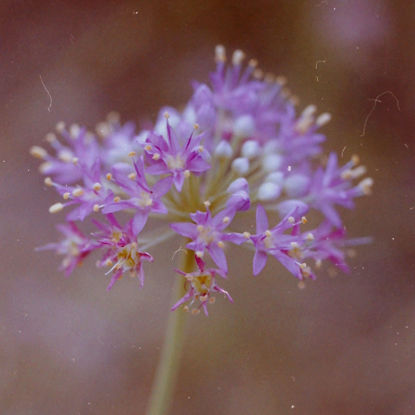 Picture of Prairie Onion - Seed