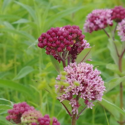 Picture of Purple Milkweed - Seed