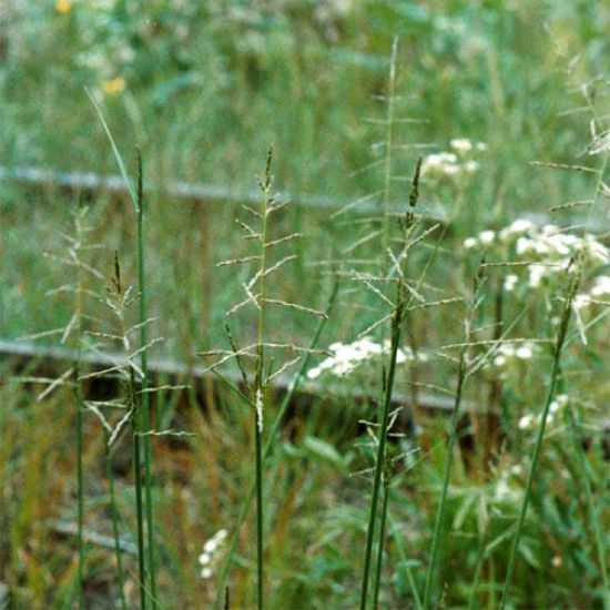 Picture of Sand Dropseed - Seed