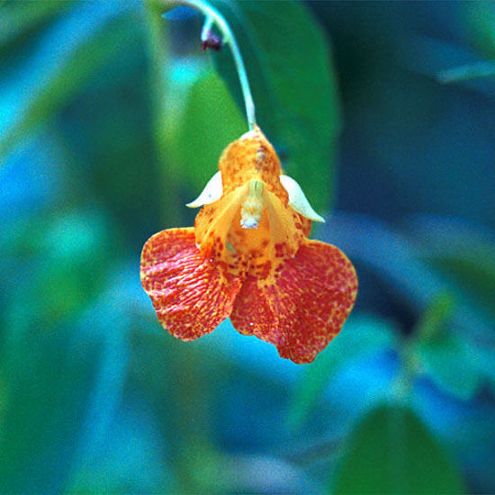 Picture of Spotted Jewelweed - Seed