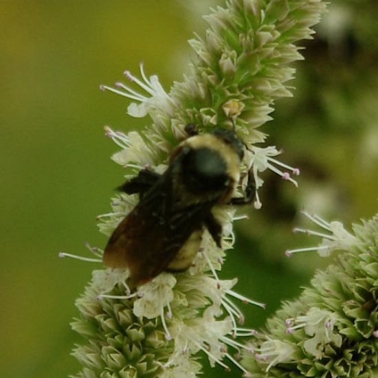 Picture of Yellow Giant Hyssop - Seed