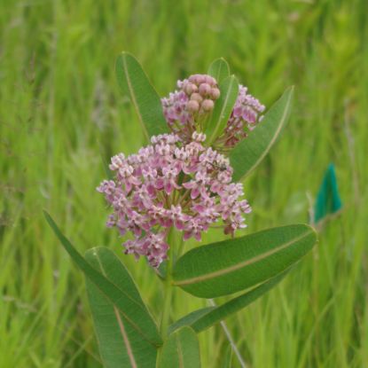Picture of Prairie Milkweed - Plant