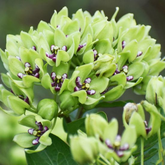 Picture of Spider Milkweed - Seed