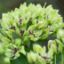 Picture of Spider Milkweed - Seed