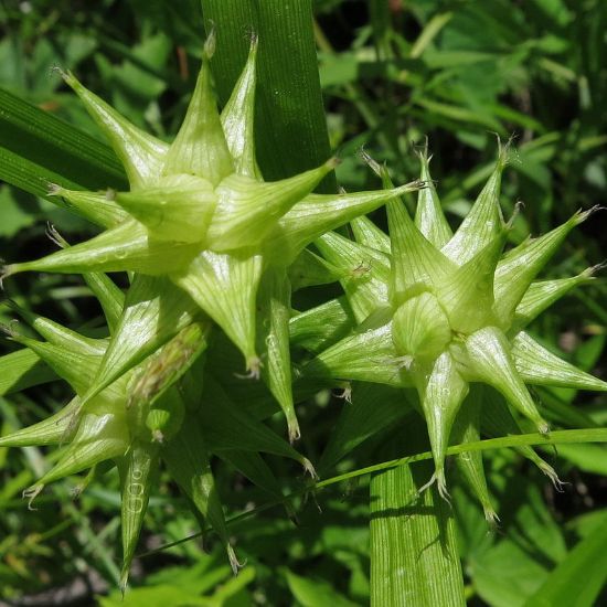 Picture of Gray's Sedge - Seed