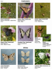 Picture of Common Butterflies of Wisconsin with Native Host and Nectar Plants
