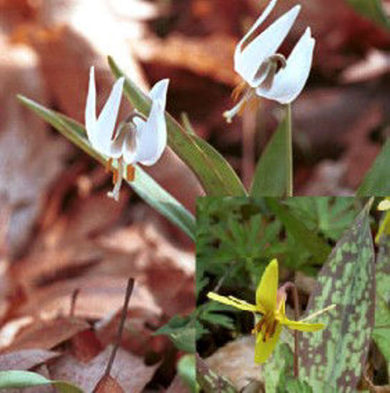 Picture of Trout Lily - Plant