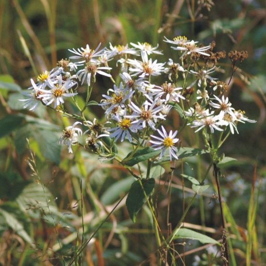 Picture of Big Leaf Aster - Plant