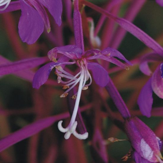 Picture of Fireweed - Plant