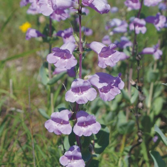 Picture of Grand Penstemon - Plant