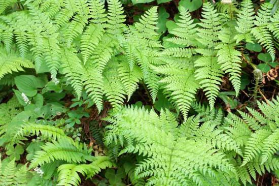 Picture of Ostrich Fern - Plant