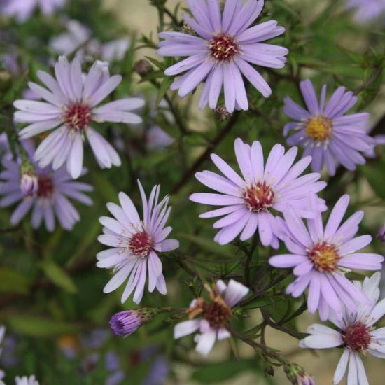 Picture of Blue Wood Aster - Plant