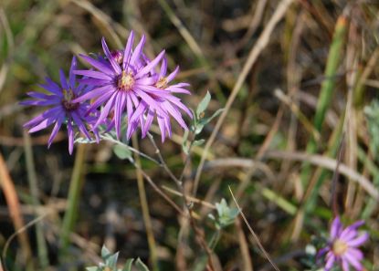 Picture of Silky Aster - Plant