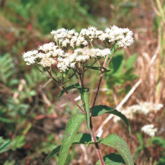 Picture of Boneset - Plant