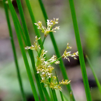 Picture of Common Rush - Plant