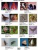 Picture of Day Moths of Wisconsin & Upper Midwest  for  Diurnal & Crepuscular Moths