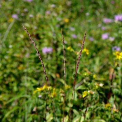 Picture of Slender Wheatgrass - Plant