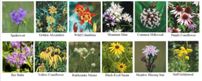 Picture of Pollinator Garden - 12-Pack Plants