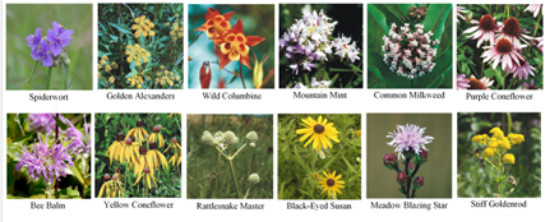 Picture of Pollinator Garden - 12-Pack Plants