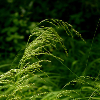 Picture of Fowl Mana Grass - Plant