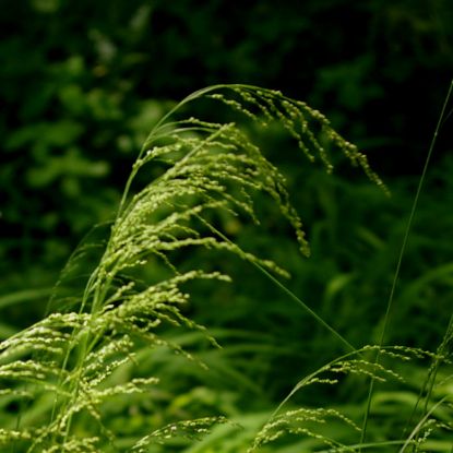 Picture of Fowl Mana Grass - Plant