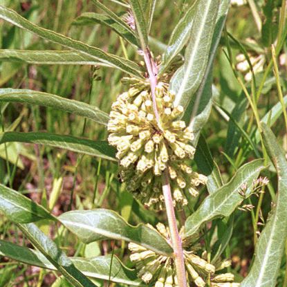 Picture of Dwarf Green Milkweed - Plant