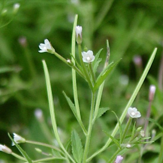 Picture of Willow Herb - Plant