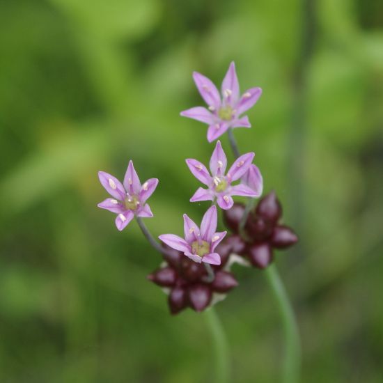 Picture of Wild Garlic - Plant