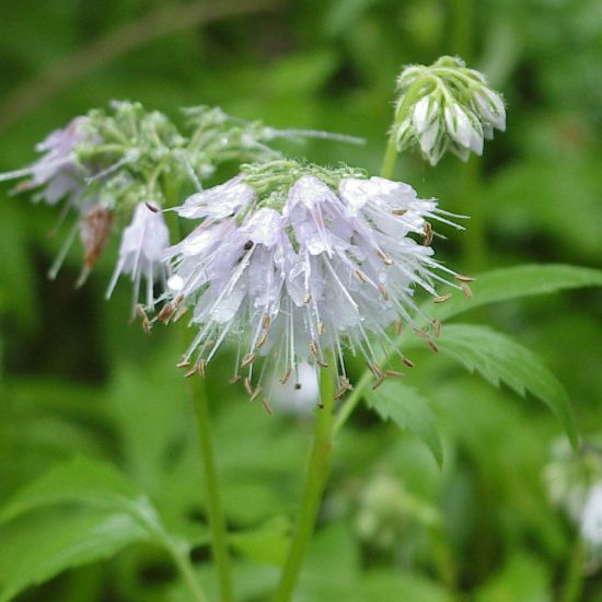 Picture of Virginia Waterleaf - Plant