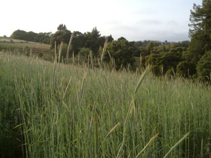 Picture of Annual Cover Crop