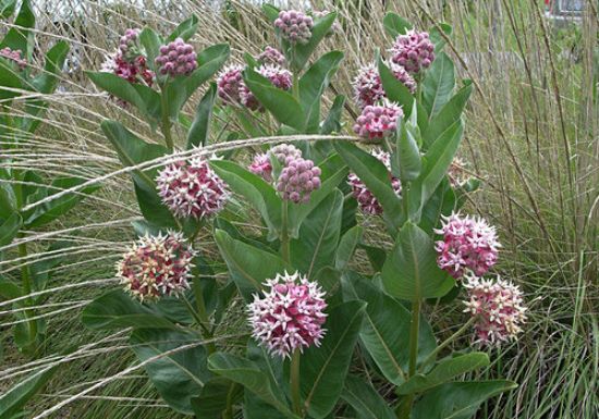 Picture of Showy Milkweed - Plant