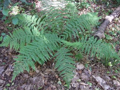 Picture of Lady Fern - Plant