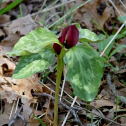 Picture of Prairie Trillium - Plant