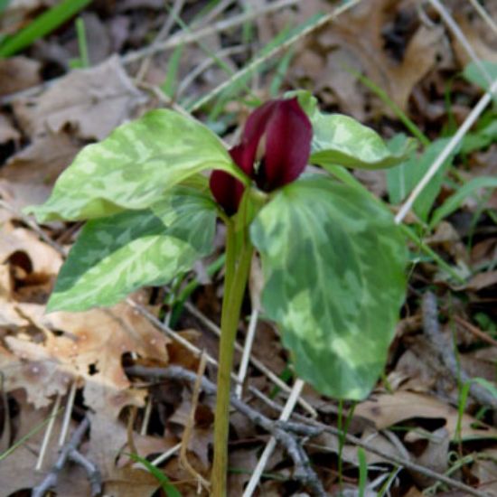 Picture of Prairie Trillium - Plant