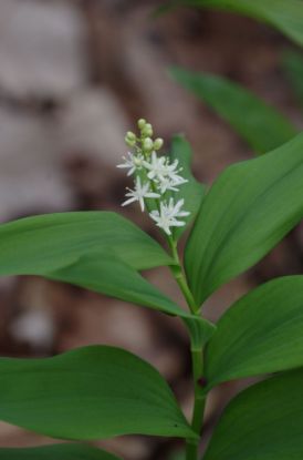 Picture of Starry Solomon's Seal - Plant