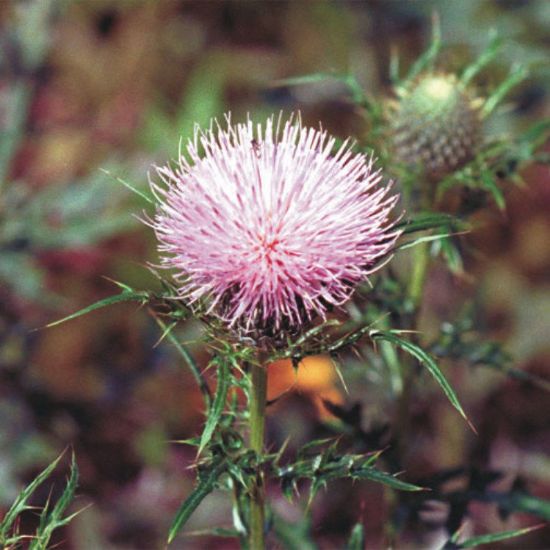 Picture of Prairie Field Thistle - Plant