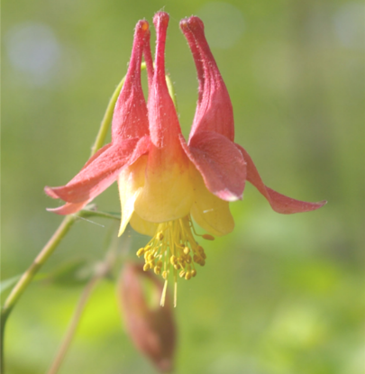 Picture of Wild Columbine - Plant