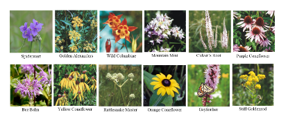 Picture of Pollinator Garden - 12-Pack Plants 