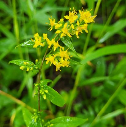 Picture of Blue-Stemmed Goldenrod- Plant