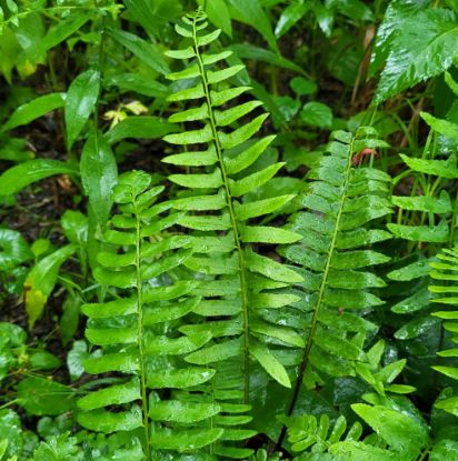 Picture of Christmas Fern - Plant