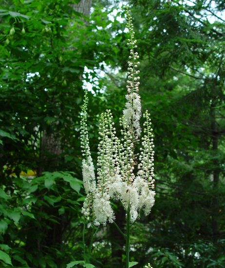 Picture of Black Cohosh - Plant